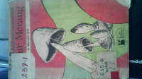 Image of Jamur Merang