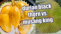 Image of TRUBUS Durian Baru versus Musang King