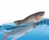 Image of TRUBUS Gebrak Pasar Ikan Dewa