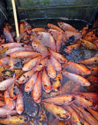 Image of TRUBUS Ikan Nila Spektakuler Panewn Naik 400%