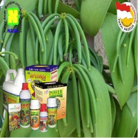 Image of TRUBUS Vanili harga meroket Rp 4 juta/kg